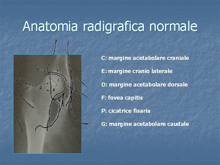 Anatomia radigrafica normale C: margine acetabolare craniale E: margine cranio laterale D: margine acetabolare