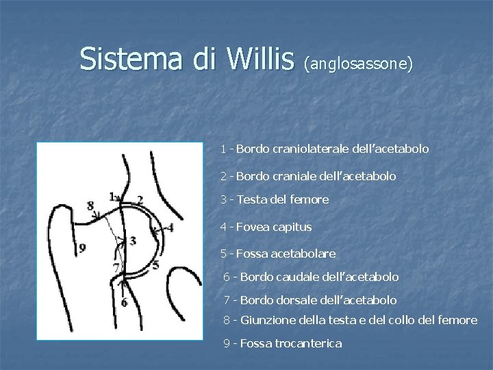 Sistema di Willis (anglosassone) 1 - Bordo craniolaterale dell’acetabolo 2 - Bordo craniale dell’acetabolo