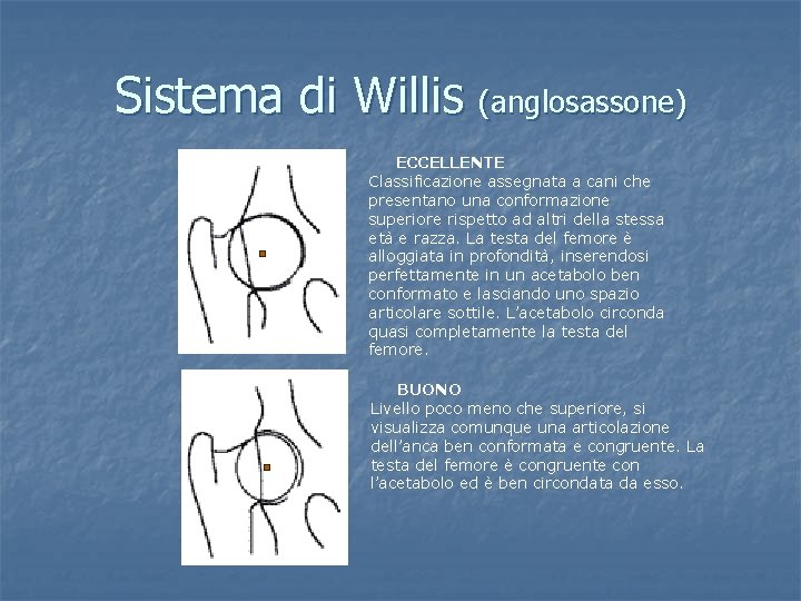 Sistema di Willis (anglosassone) ECCELLENTE Classificazione assegnata a cani che presentano una conformazione superiore