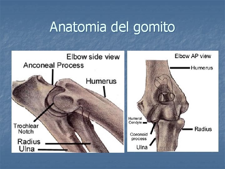 Anatomia del gomito 