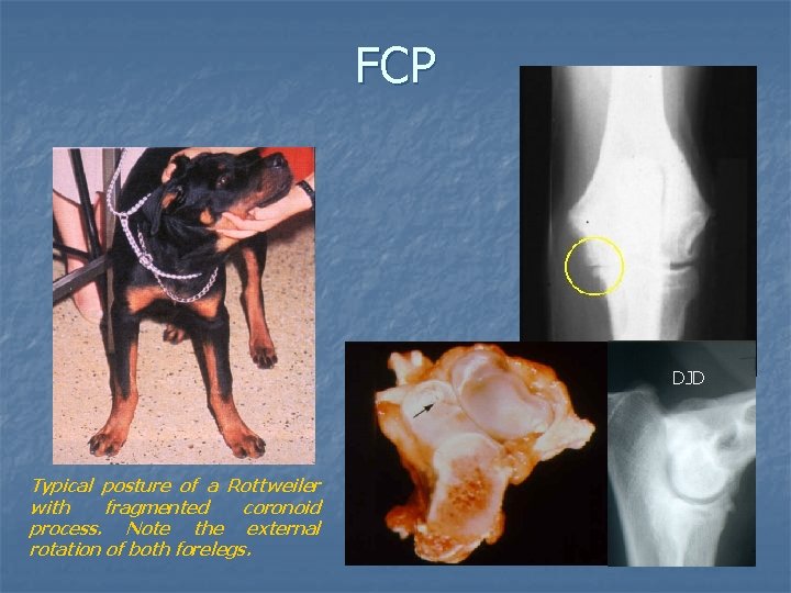 FCP DJD Typical posture of a Rottweiler with fragmented coronoid process. Note the external