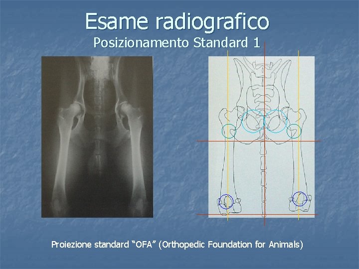 Esame radiografico Posizionamento Standard 1 Proiezione standard “OFA” (Orthopedic Foundation for Animals) 