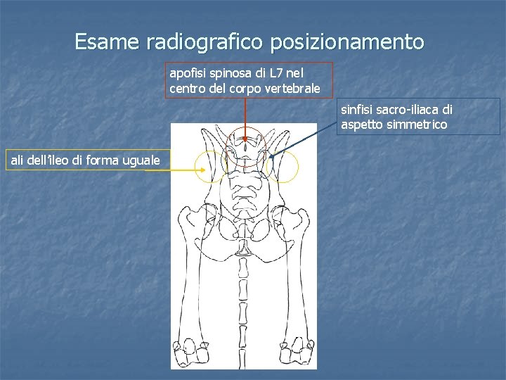 Esame radiografico posizionamento apofisi spinosa di L 7 nel centro del corpo vertebrale sinfisi