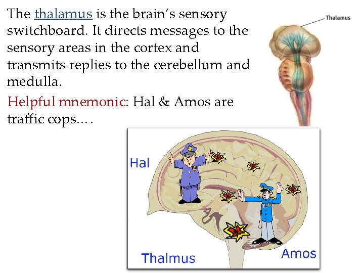 The thalamus is the brain’s sensory switchboard. It directs messages to the sensory areas The thalamus is the brain’s sensory switchboard. It directs messages to the sensory areas