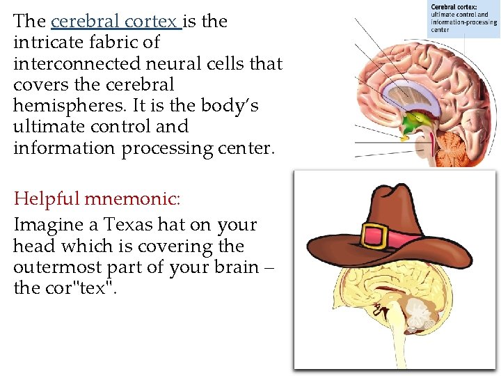 The cerebral cortex is the intricate fabric of interconnected neural cells that covers the