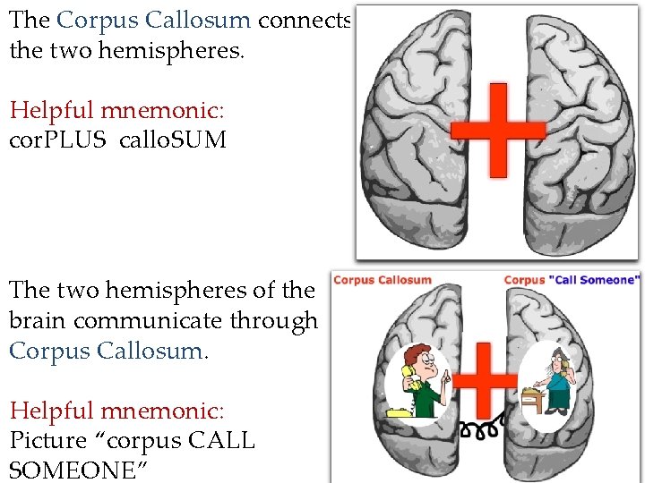 The Corpus Callosum connects the two hemispheres. Helpful mnemonic: cor. PLUS callo. SUM The The Corpus Callosum connects the two hemispheres. Helpful mnemonic: cor. PLUS callo. SUM The