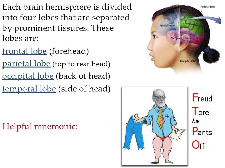 Each brain hemisphere is divided into four lobes that are separated by prominent fissures. Each brain hemisphere is divided into four lobes that are separated by prominent fissures.