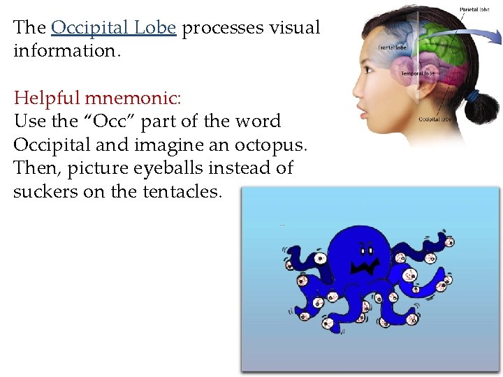 The Occipital Lobe processes visual information. Helpful mnemonic: Use the “Occ” part of the The Occipital Lobe processes visual information. Helpful mnemonic: Use the “Occ” part of the