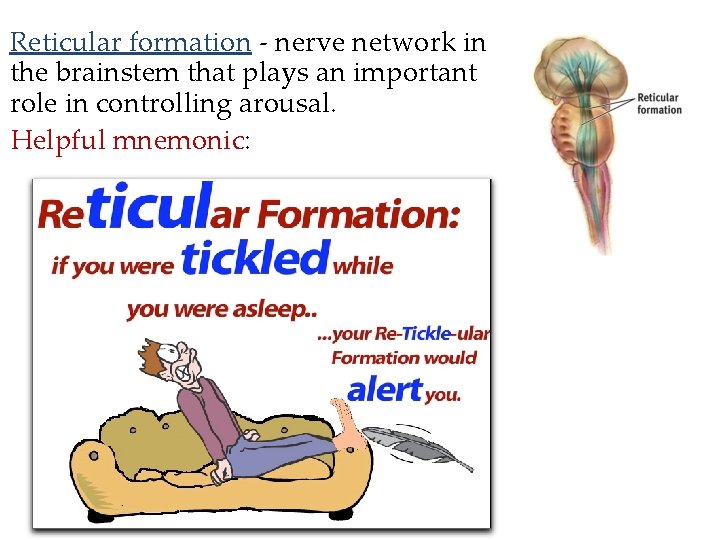 Reticular formation - nerve network in the brainstem that plays an important role in Reticular formation - nerve network in the brainstem that plays an important role in