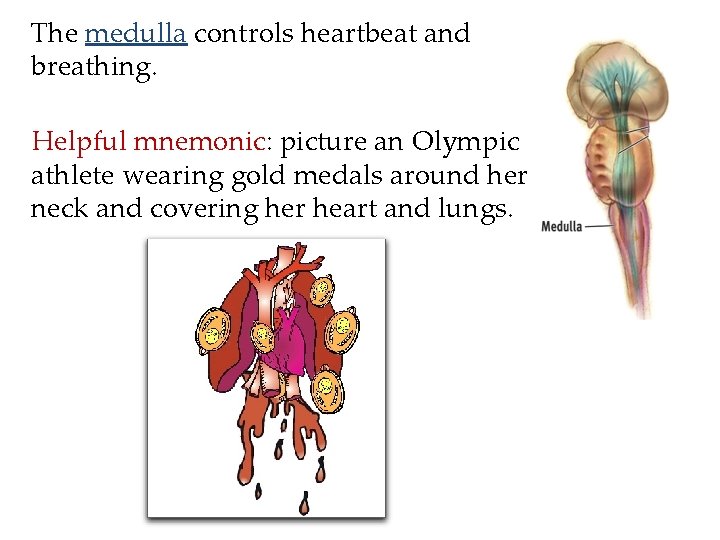 The medulla controls heartbeat and breathing. Helpful mnemonic: picture an Olympic athlete wearing gold The medulla controls heartbeat and breathing. Helpful mnemonic: picture an Olympic athlete wearing gold