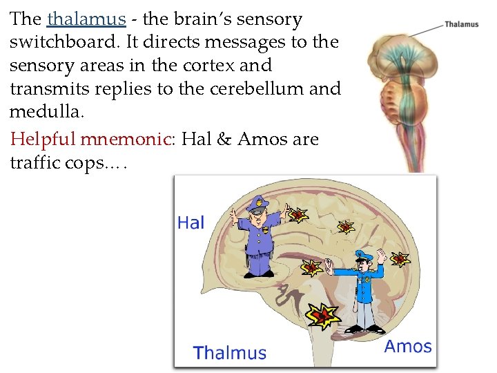 The thalamus - the brain’s sensory switchboard. It directs messages to the sensory areas