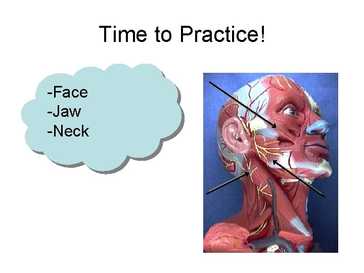 Time to Practice! -Face -Jaw -Neck 