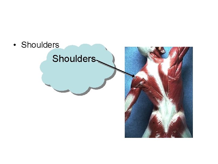  • Shoulders 