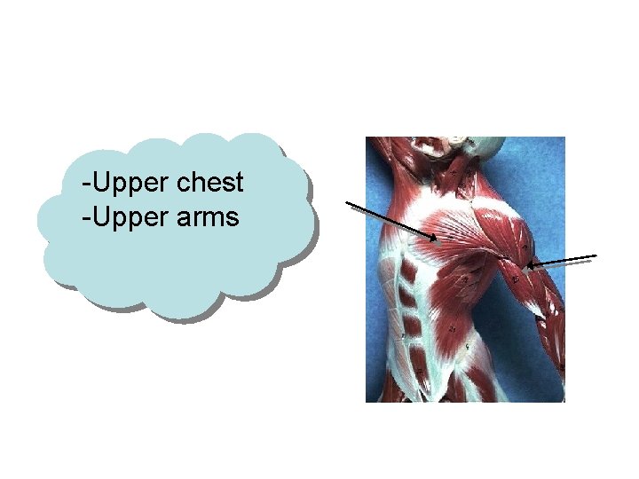 -Upper chest -Upper arms 