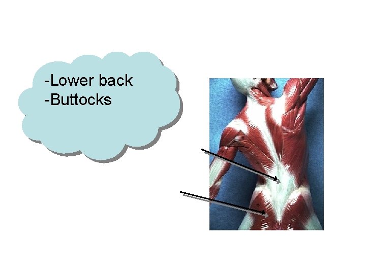 -Lower back -Buttocks 
