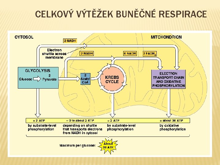 CELKOVÝ VÝTĚŽEK BUNĚČNÉ RESPIRACE 