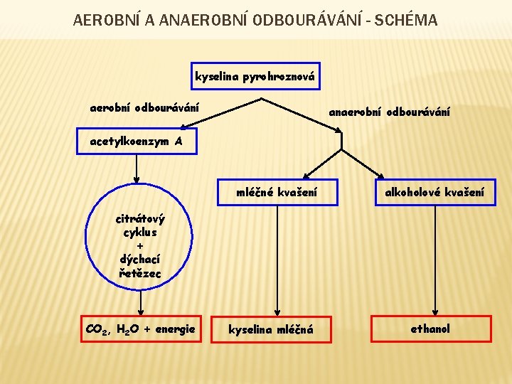 AEROBNÍ A ANAEROBNÍ ODBOURÁVÁNÍ - SCHÉMA kyselina pyrohroznová aerobní odbourávání anaerobní odbourávání acetylkoenzym A