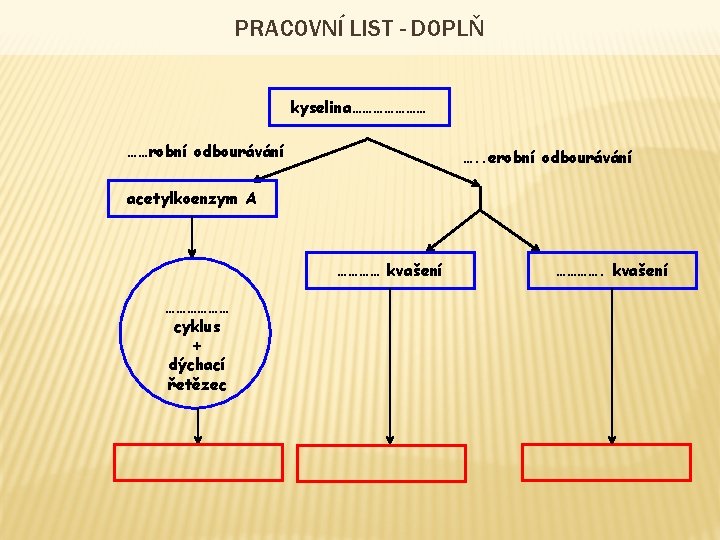 PRACOVNÍ LIST - DOPLŇ kyselina………………… ……robní odbourávání …. . erobní odbourávání acetylkoenzym A …………