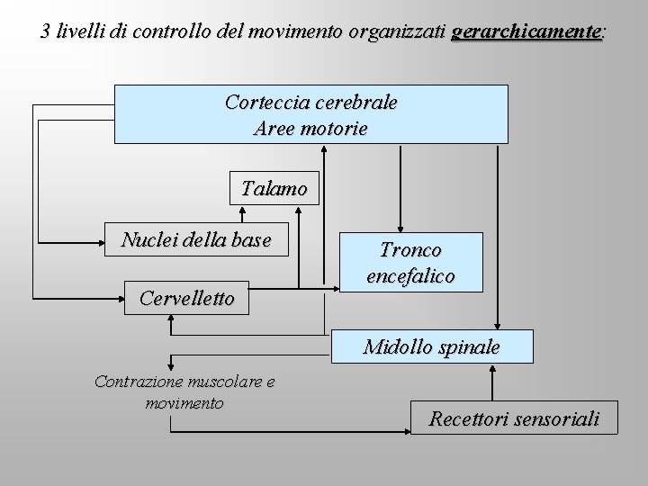 3 livelli di controllo del movimento organizzati gerarchicamente: Corteccia cerebrale Aree motorie Talamo Nuclei