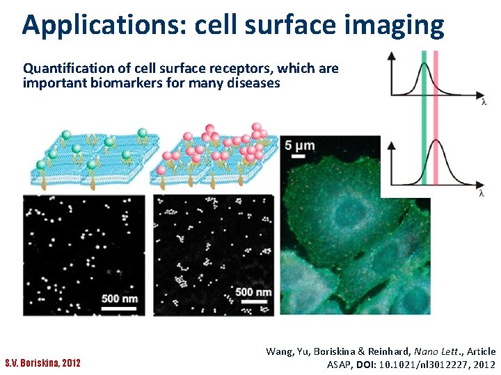 Applications: cell surface imaging Quantification of cell surface receptors, which are important biomarkers for