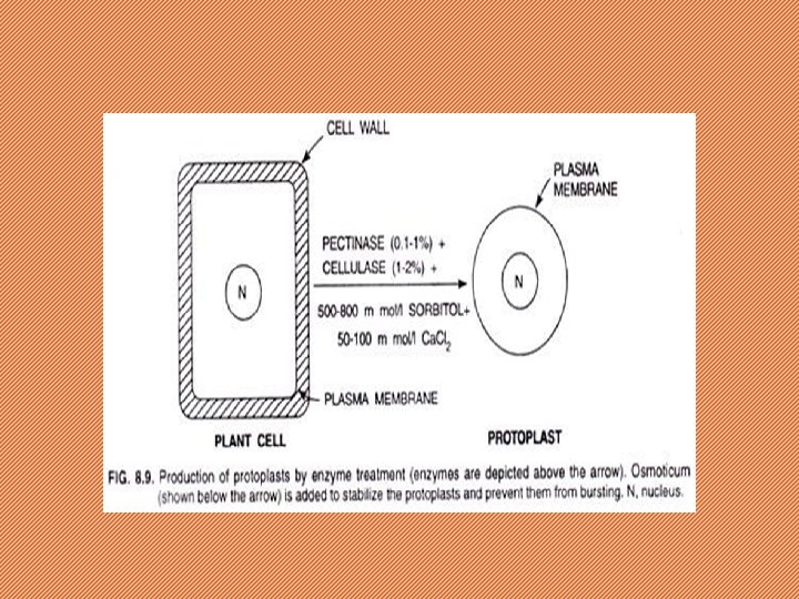 SOMATIC CELL FUSION PROTOPLAST FUSION Group Members Muhammad