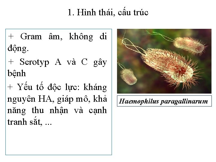 1. Hình thái, cấu trúc + Gram âm, không di động. + Serotyp A