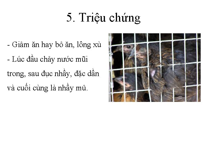 5. Triệu chứng - Giảm ăn hay bỏ ăn, lông xù - Lúc đầu