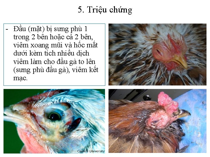 5. Triệu chứng - Đầu (mặt) bị sưng phù 1 trong 2 bên hoặc