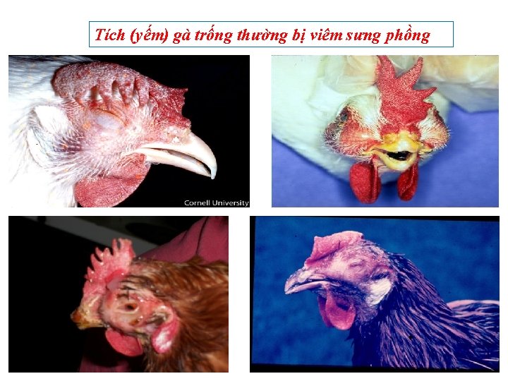 Tích (yếm) gà trống thường bị viêm sưng phồng 