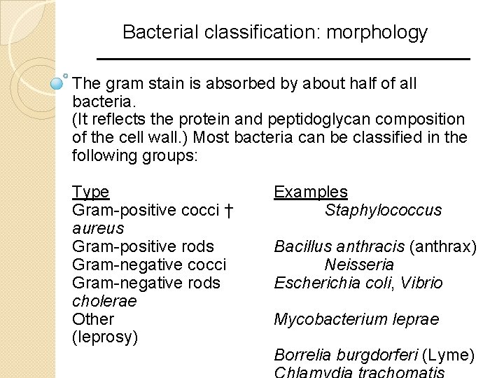Bacterial classification: morphology The gram stain is absorbed by about half of all bacteria.