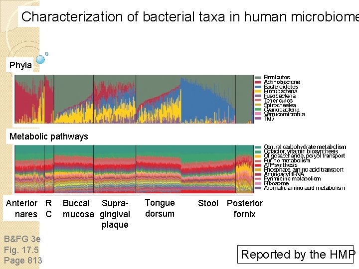 Characterization of bacterial taxa in human microbiome Phyla Metabolic pathways Anterior R nares C