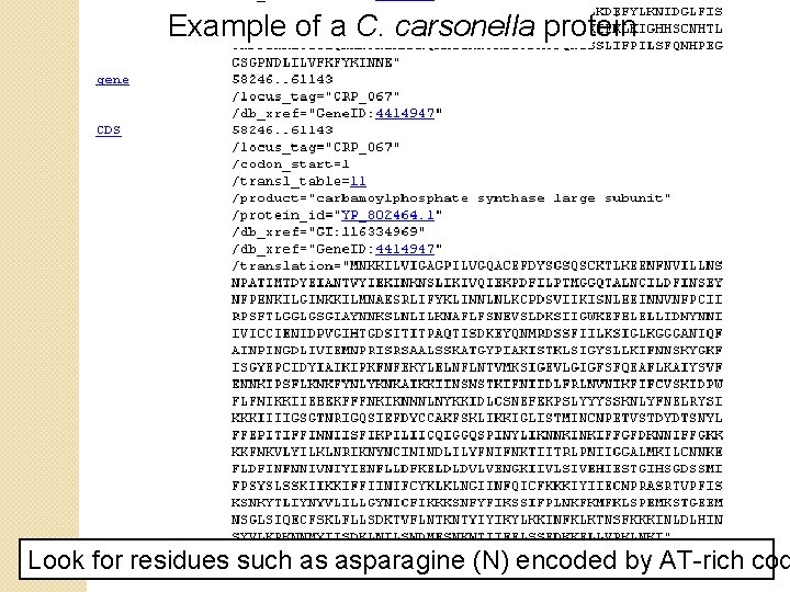 Example of a C. carsonella protein Look for residues such as asparagine (N) encoded