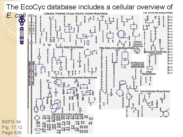 The Eco. Cyc database includes a cellular overview of E. coli B&FG 3 e