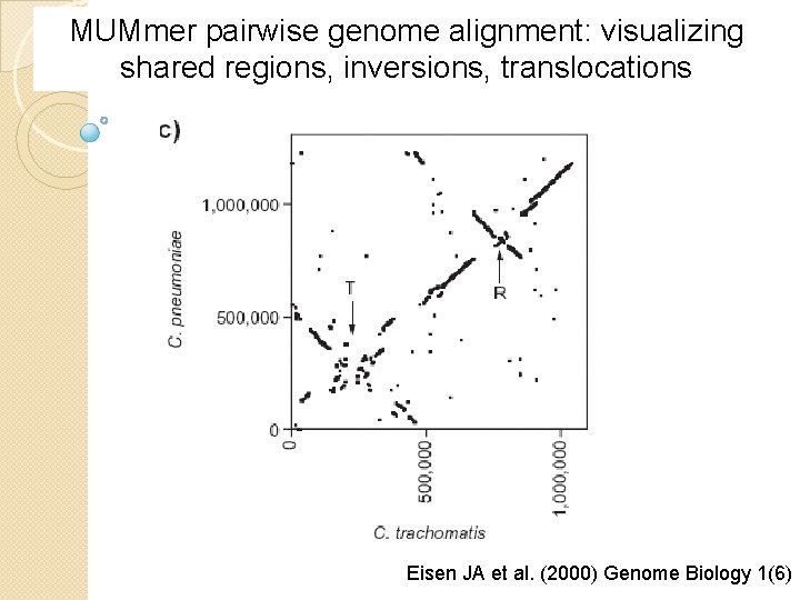 MUMmer pairwise genome alignment: visualizing shared regions, inversions, translocations Eisen JA et al. (2000)