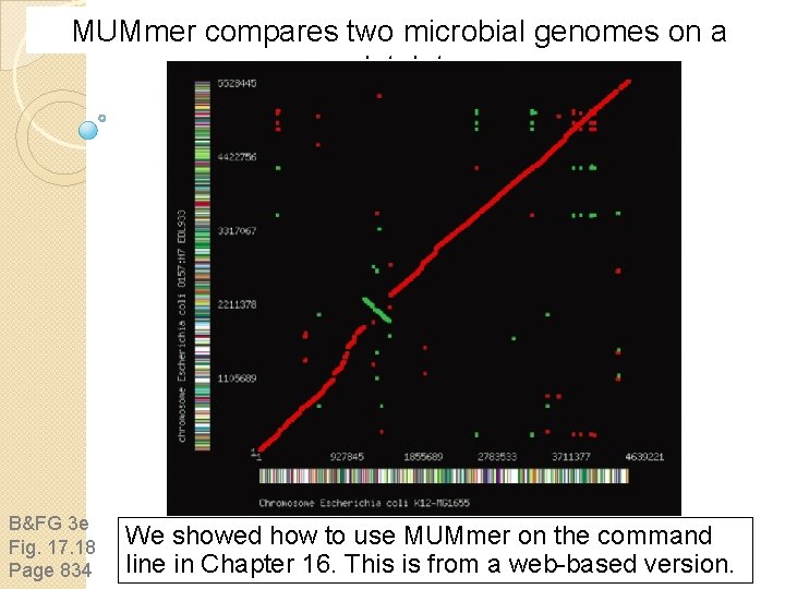 MUMmer compares two microbial genomes on a dotplot B&FG 3 e Fig. 17. 18