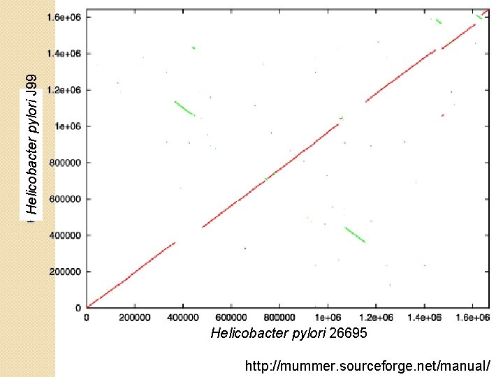 Helicobacter pylori J 99 Helicobacter pylori 26695 http: //mummer. sourceforge. net/manual/ 