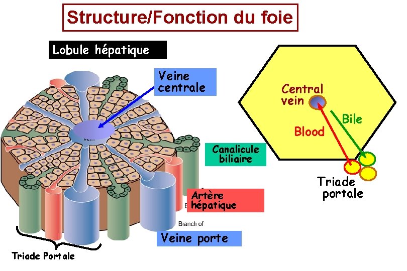 Structure/Fonction du foie Lobule hépatique Veine centrale Central vein Blood Bile Canalicule biliaire Artère