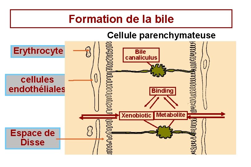 Formation de la bile Cellule parenchymateuse Erythrocyte cellules endothéliales Bile canaliculus Binding Xenobiotic Metabolite