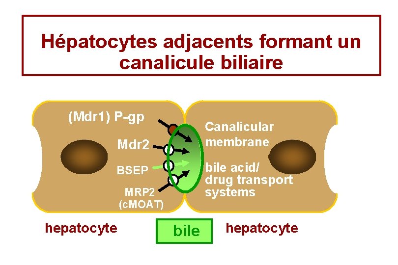 Hépatocytes adjacents formant un canalicule biliaire (Mdr 1) P-gp Canalicular membrane Mdr 2 bile