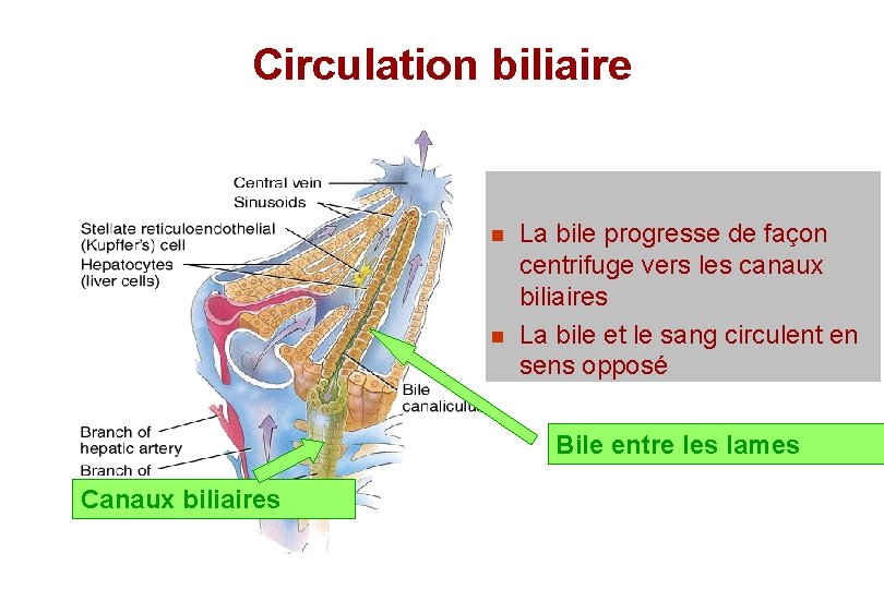 Circulation biliaire n n La bile progresse de façon centrifuge vers les canaux biliaires