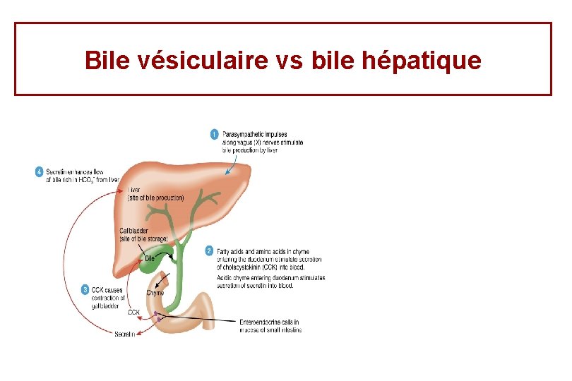 Bile vésiculaire vs bile hépatique 