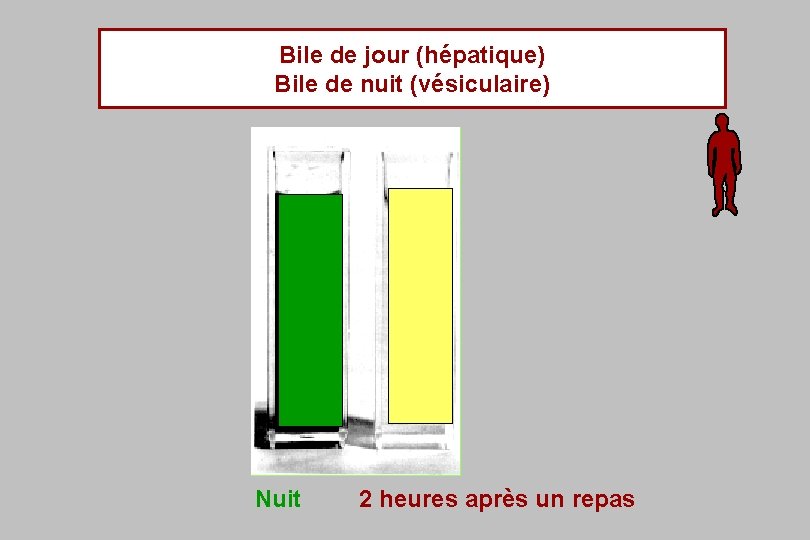 Bile de jour (hépatique) Bile de nuit (vésiculaire) Nuit 2 heures après un repas