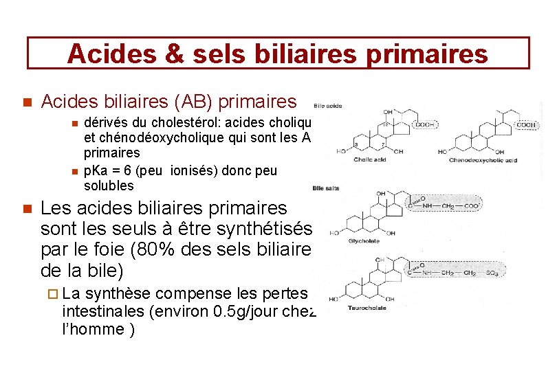 Acides & sels biliaires primaires n Acides biliaires (AB) primaires n n n dérivés