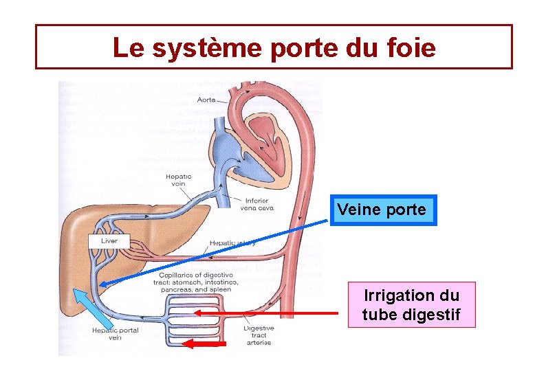 Le système porte du foie Veine porte Irrigation du tube digestif 