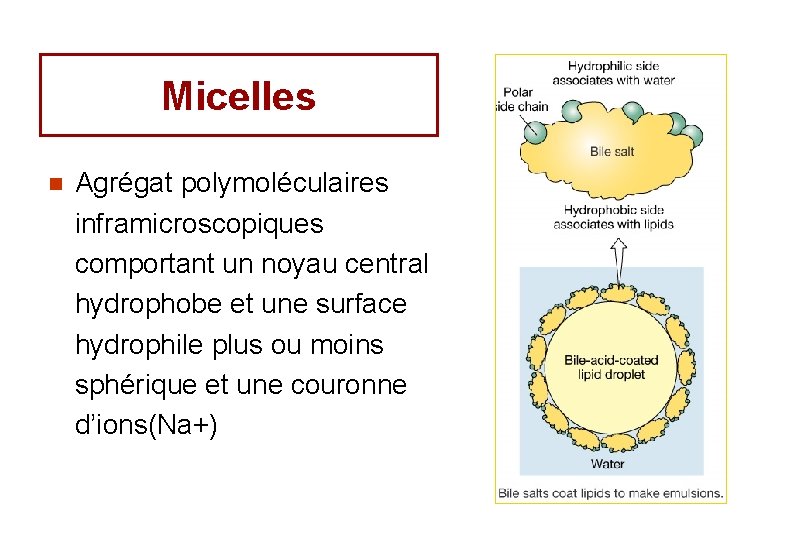 Micelles n Agrégat polymoléculaires inframicroscopiques comportant un noyau central hydrophobe et une surface hydrophile