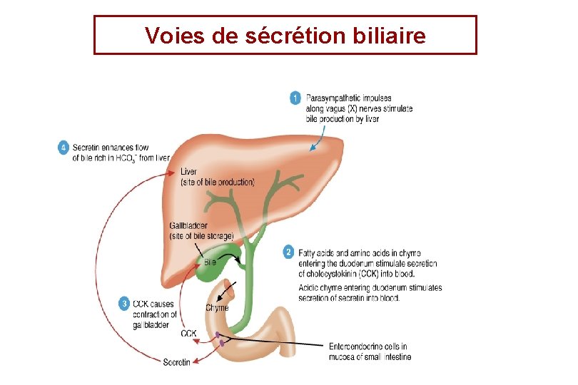 Voies de sécrétion biliaire 