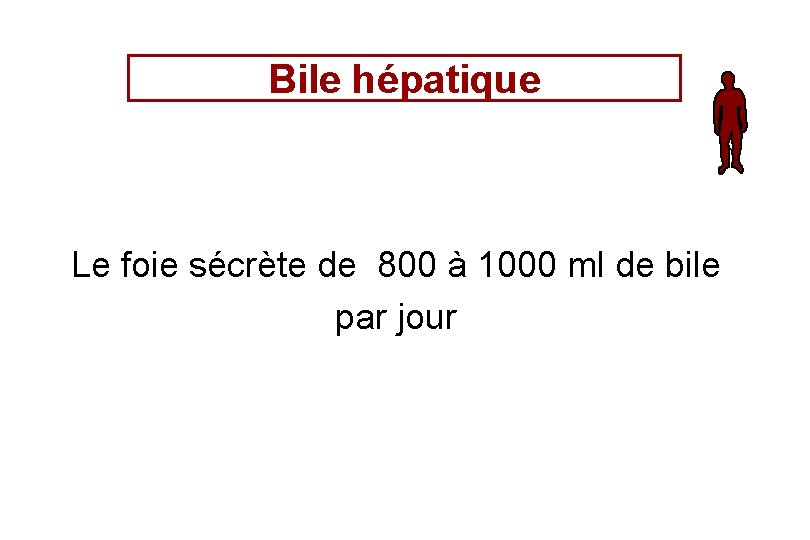 Bile hépatique Le foie sécrète de 800 à 1000 ml de bile par jour