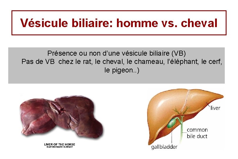 Vésicule biliaire: homme vs. cheval Présence ou non d’une vésicule biliaire (VB) Pas de