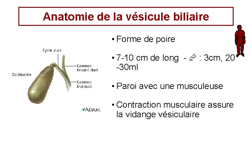 Anatomie de la vésicule biliaire • Forme de poire • 7 -10 cm de