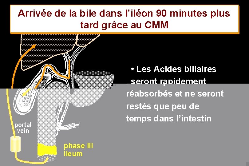 Arrivée de la bile dans l’iléon 90 minutes plus tard grâce au CMM •